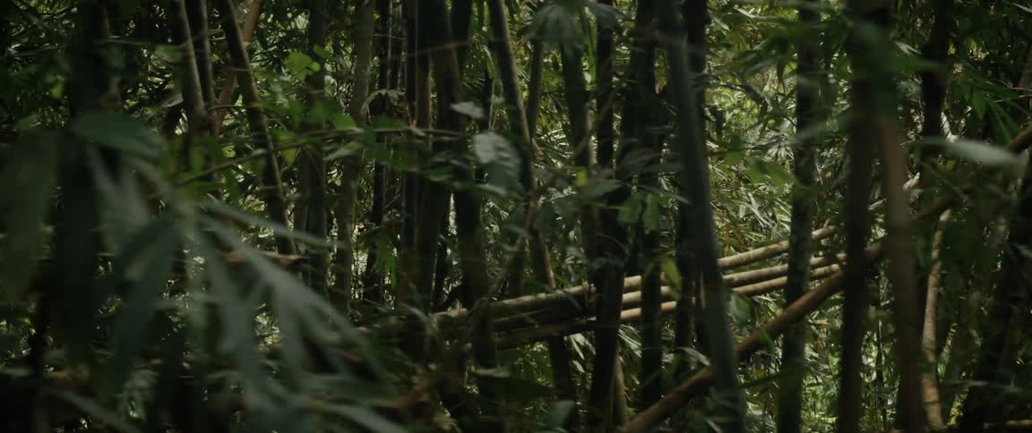 A slow pan shot reveals the dense undergrowth and tall stalks of a bamboo forest in the jungle