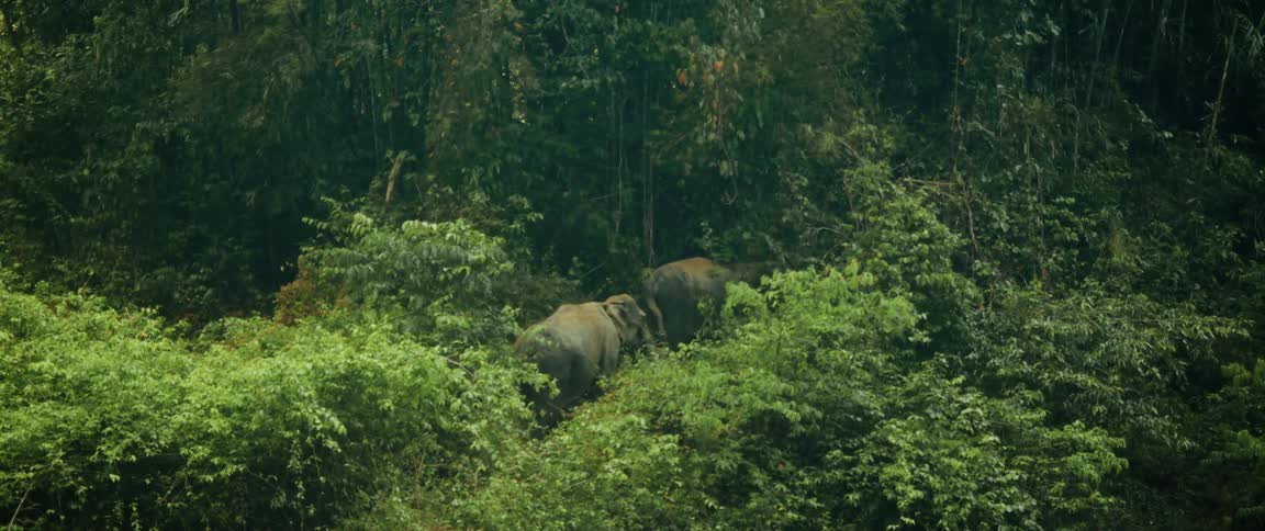 Two wild Asian elephants graze and walk away through the dense, rainy jungle foliage