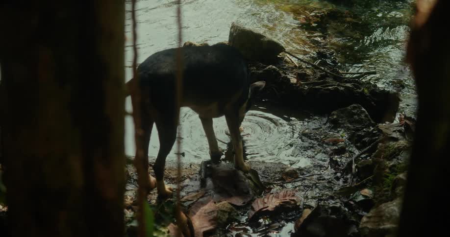 A black and tan dog drinks from a shallow jungle stream while standing on the muddy bank