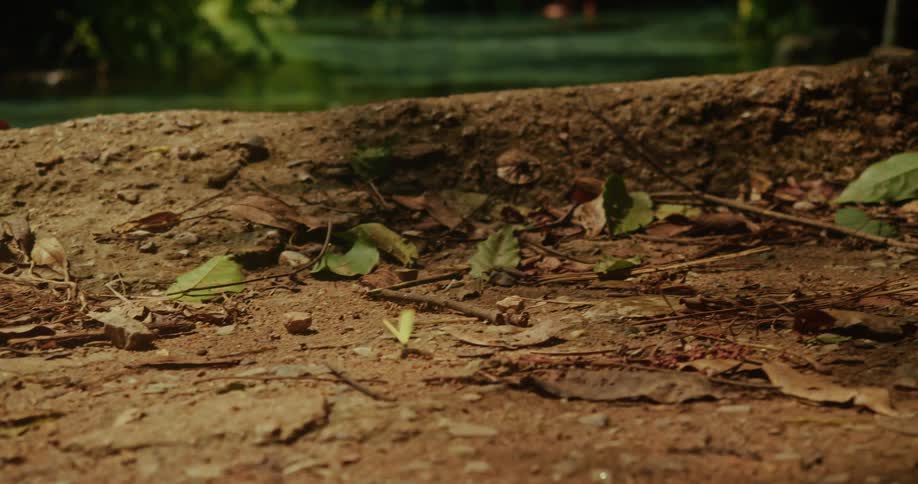 A small yellow butterfly flutters and dances along a dirt path on the forest floor in slow motion