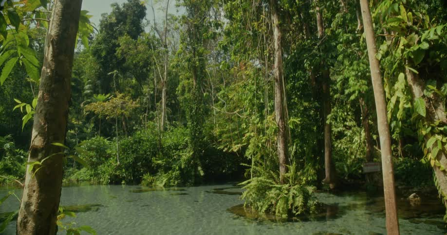 A slow tilt down from a lush jungle canopy reveals a serene, crystal-clear turquoise spring surrounded by tropical trees