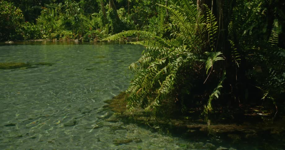 The camera tilts down from the vibrant green jungle foliage to reveal a calm, crystal-clear stream