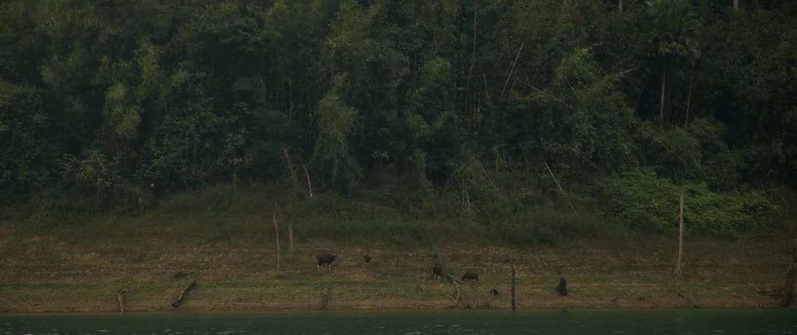 A wild herd of Gaur, also known as Indian Bison, grazes peacefully on the green riverbank in a dense jungle