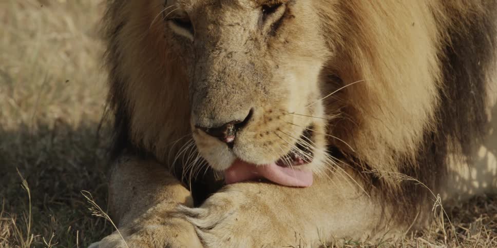Flies swarming around a lion as it licks and grooms itself