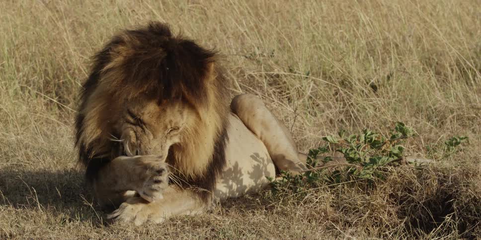 Lion licking and grooming itself
