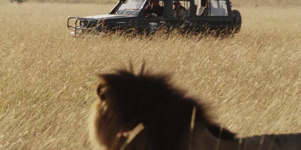 Safari jeep watching a lion