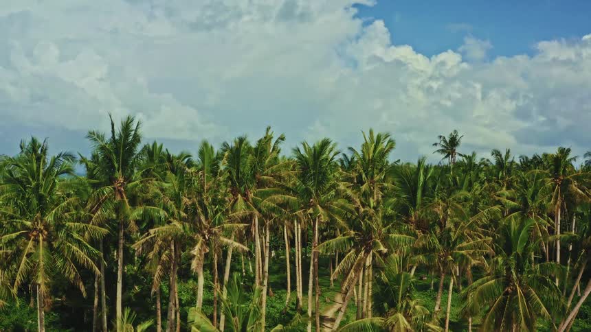A stunning aerial view ascends over a dense tropical palm tree forest under a partly cloudy sky