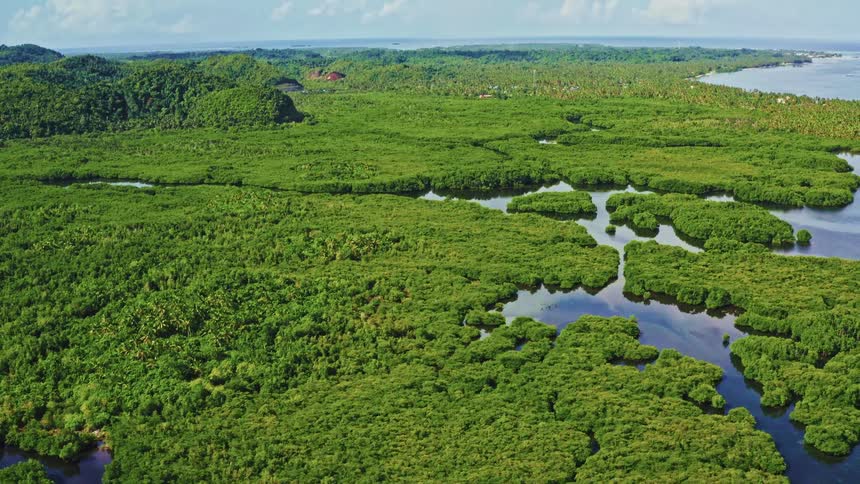 An expansive aerial shot slowly pulls back to reveal a vast, lush green mangrove forest with intricate waterways along a tropical coastline