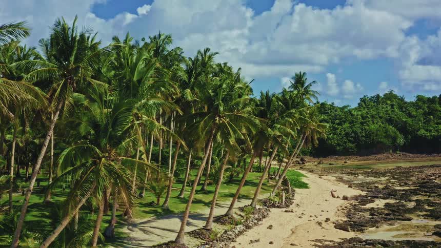 A stunning aerial view of a lush coconut palm tree grove bordering a sandy and rocky tropical shoreline