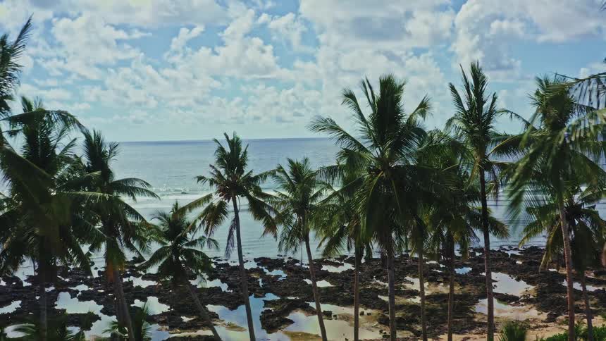 An aerial drone flies over lush palm trees to reveal a stunning view of a rocky tropical shoreline and the vast blue ocean