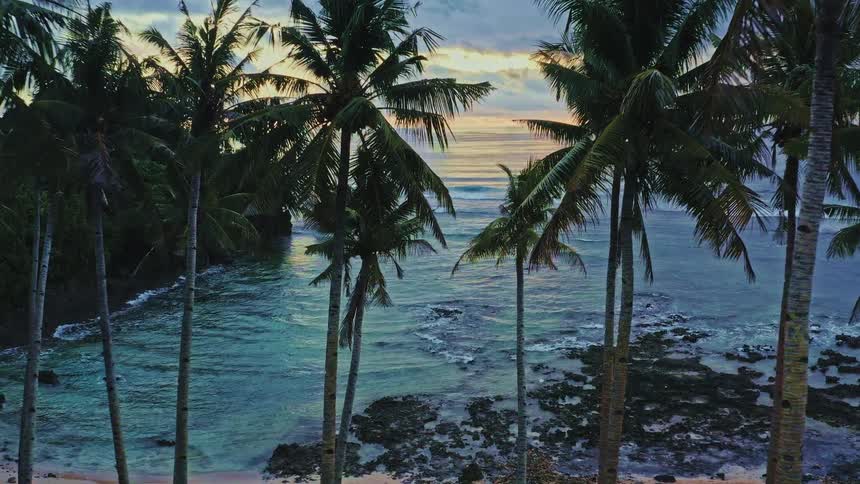 Cinematic aerial flight through a lush palm tree forest towards a tranquil ocean beach at sunset