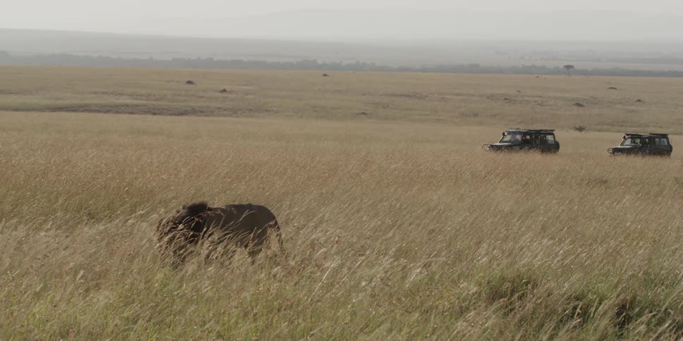 Lion being approached by jeeps on a safari