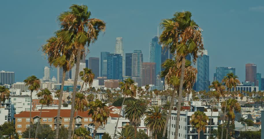 A slow pan reveals the iconic downtown Los Angeles skyline behind a dense foreground of palm trees swaying in the wind on a clear, sunny day