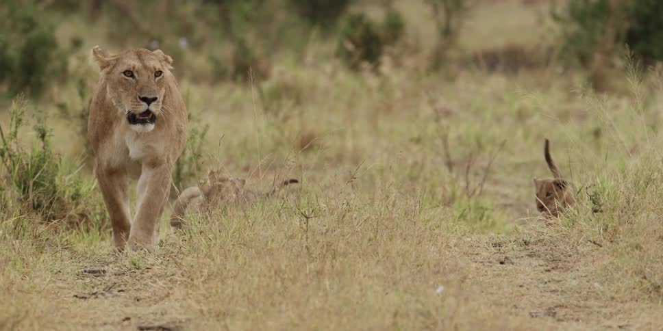 A mother cougar walks while her cubs play and frolic nearby
