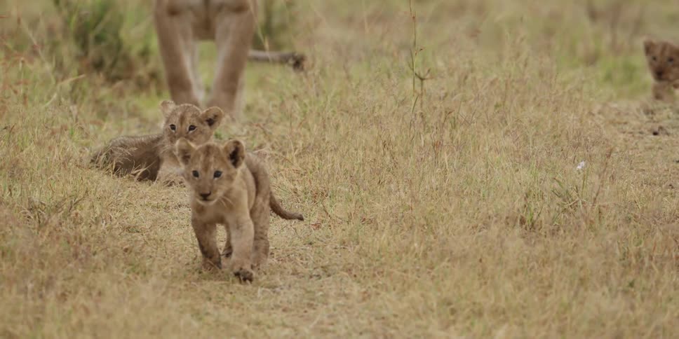 Lion cubs walking in a grassy area