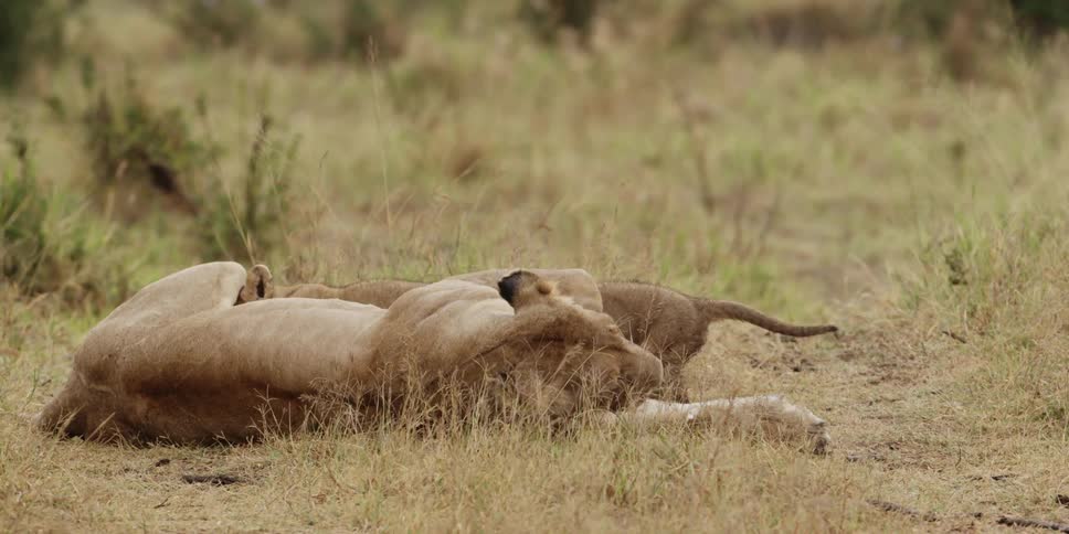 A mother cougar lays down on her side to let her cubs nurse