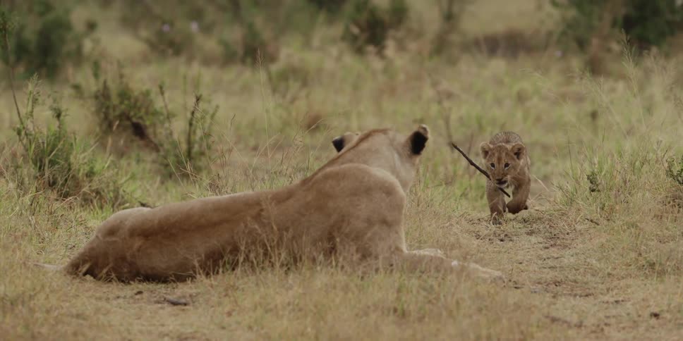 Lioness watches as a cub plays with a stick