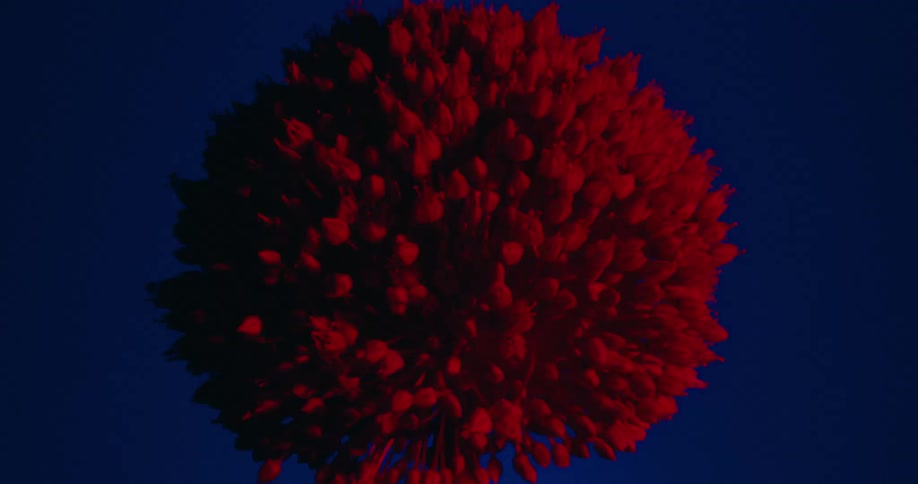 A close-up shot of a round flower silhouetted against a dark blue background is illuminated by a flashing red light