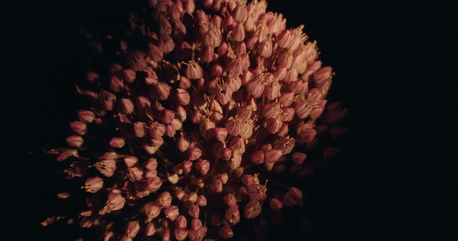 Soft light slowly illuminates an intricate pink spherical flower head against a black background