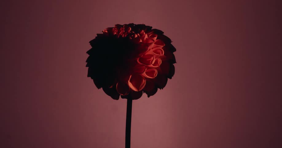 A solitary red dahlia emerges from the shadows as dramatic lighting shifts against a color-changing background
