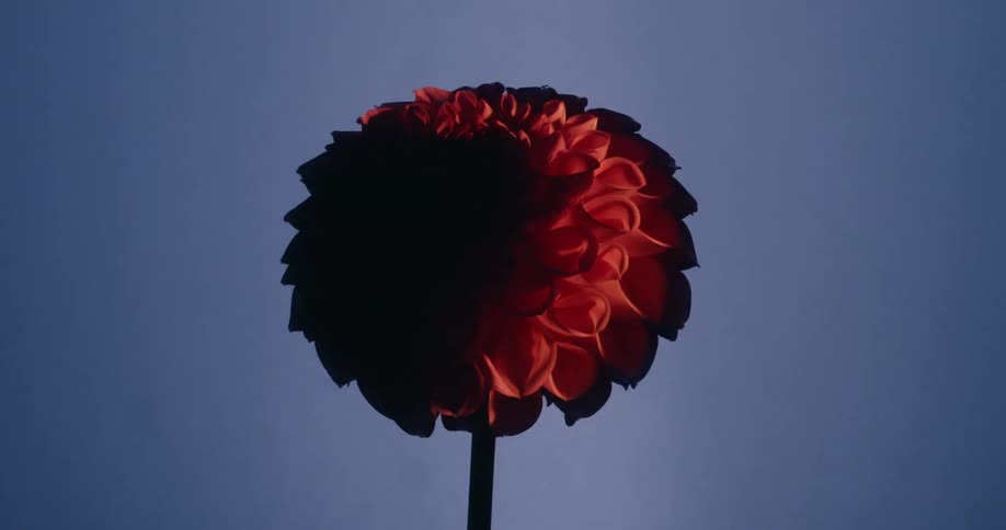 A single red flower is revealed from the shadows by a moving warm light against a dark background