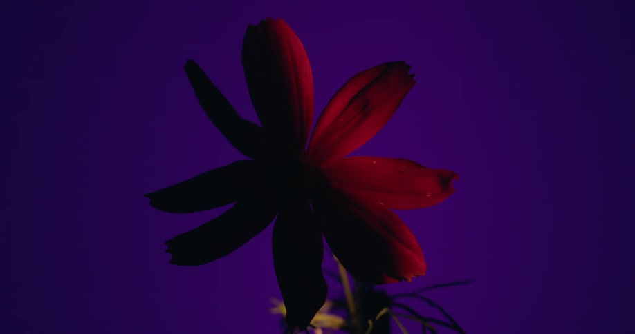 A dramatic light source sweeps across a silhouetted red flower, slowly revealing its vibrant color against a deep purple background