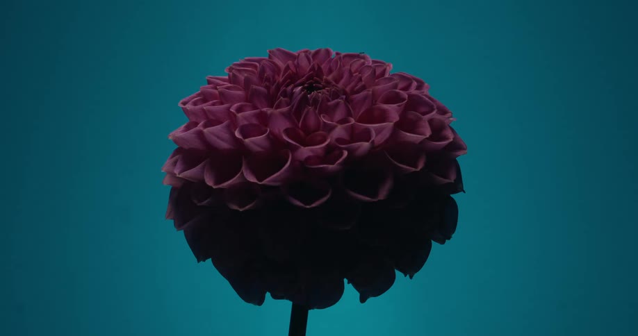 Light slowly illuminates a beautiful purple dahlia, revealing its complex petals against a teal background