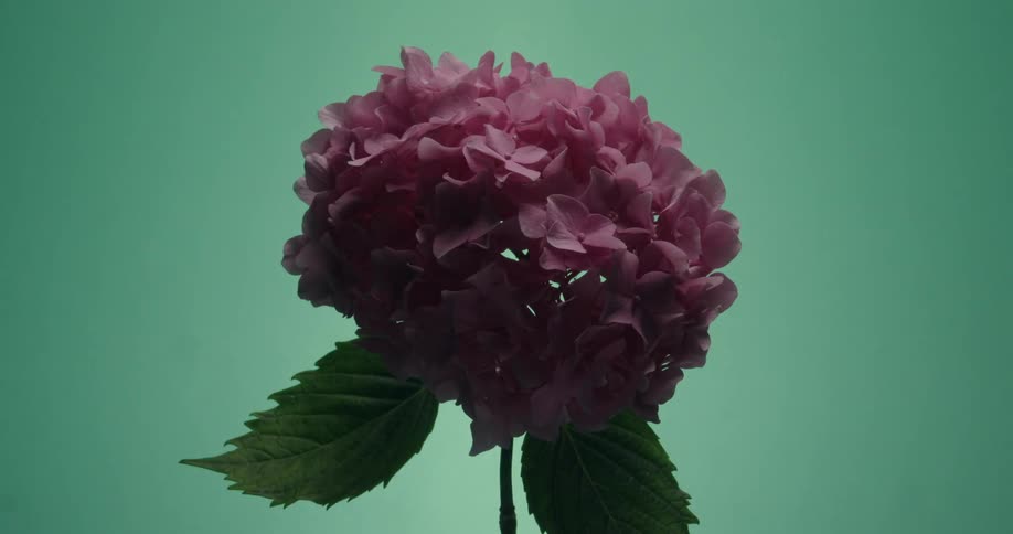 A pink hydrangea flower is slowly illuminated from a silhouette against a changing turquoise background