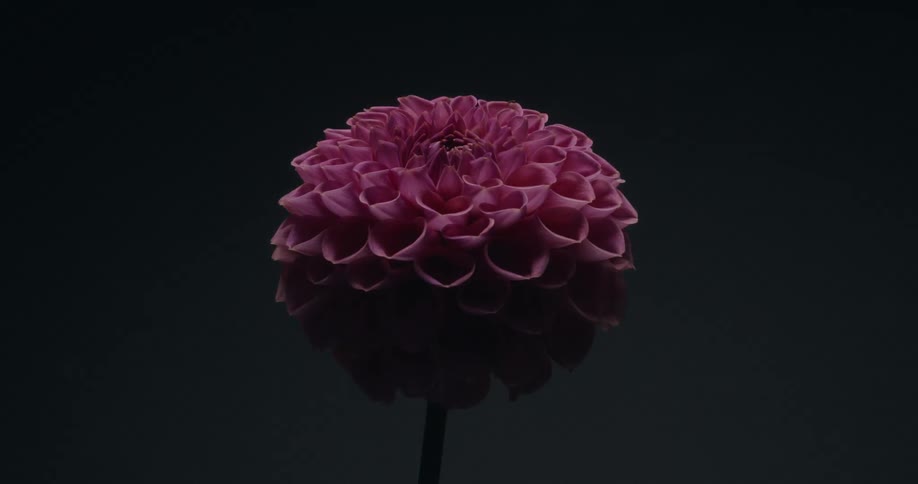A pink dahlia flower stands against a dark background as flashes of light mimic a thunderstorm
