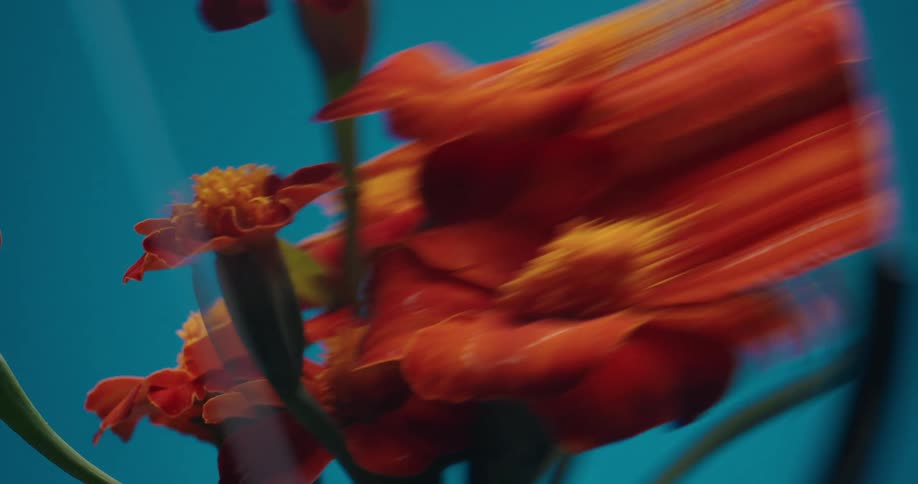 Abstract close-up shot of vibrant orange marigold flowers with a motion blur effect against a solid blue background