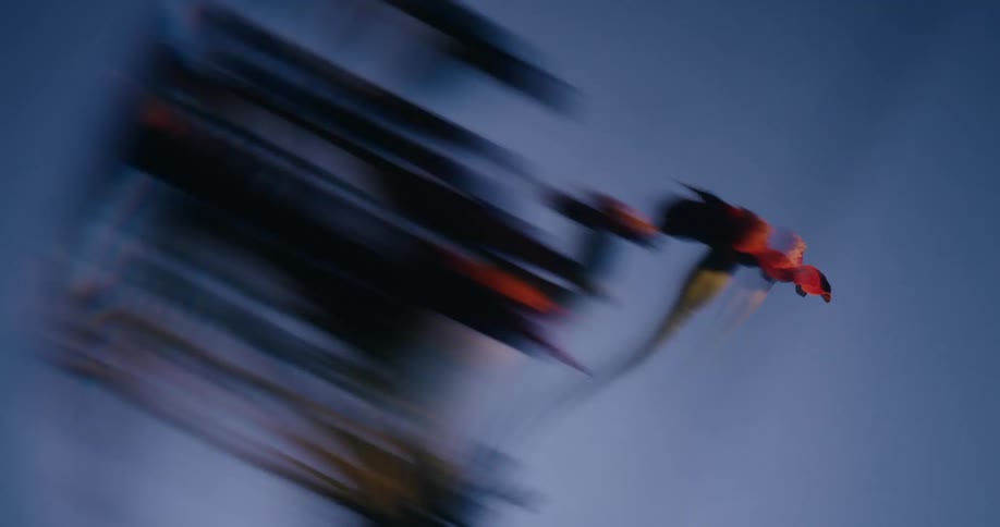 An abstract, experimental montage of silhouetted flowers with heavy motion blur