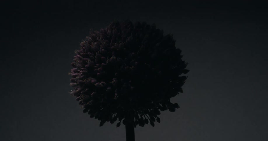 Dramatic studio lighting fades in and out on a spherical purple Allium flower against a dark gray background