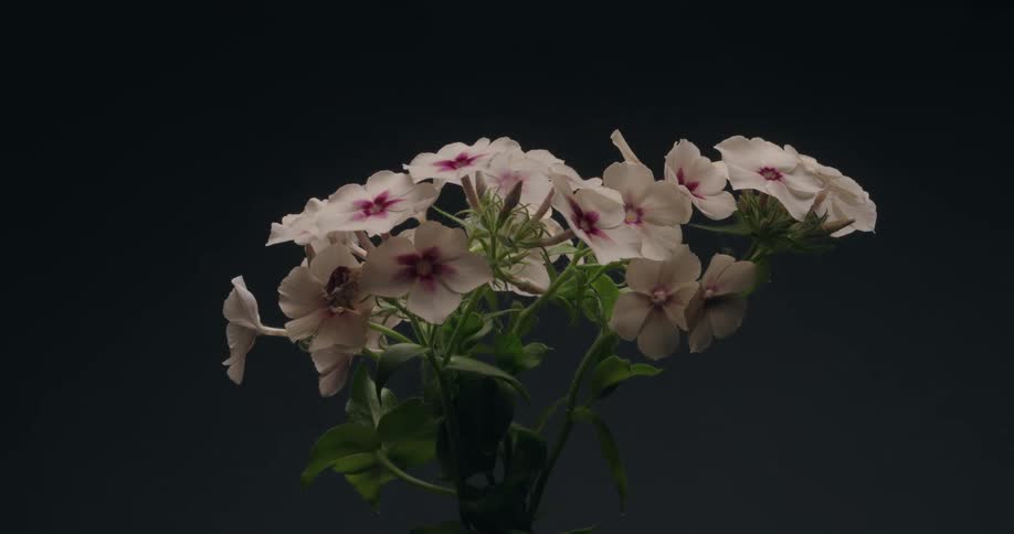 A bouquet of delicate white and purple phlox flowers are dramatically illuminated and then fade back into darkness on a loop
