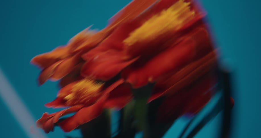 An abstract close-up of vibrant red and yellow flowers spinning with a motion blur effect against a blue background