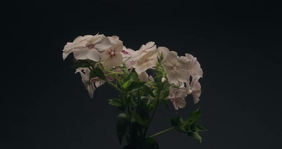 A sunrise lighting effect illuminates a delicate bouquet of white phlox flowers against a dark background