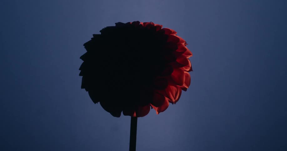 Strobe lights flash across a silhouetted flower, revealing its deep red color in a moody, artistic display