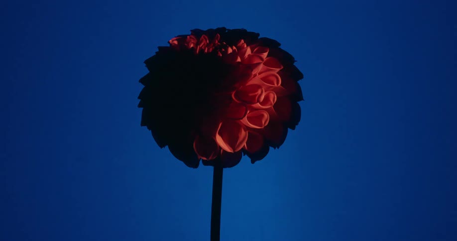 A dramatic light slowly reveals a silhouetted red dahlia flower against a moody, color-shifting blue background