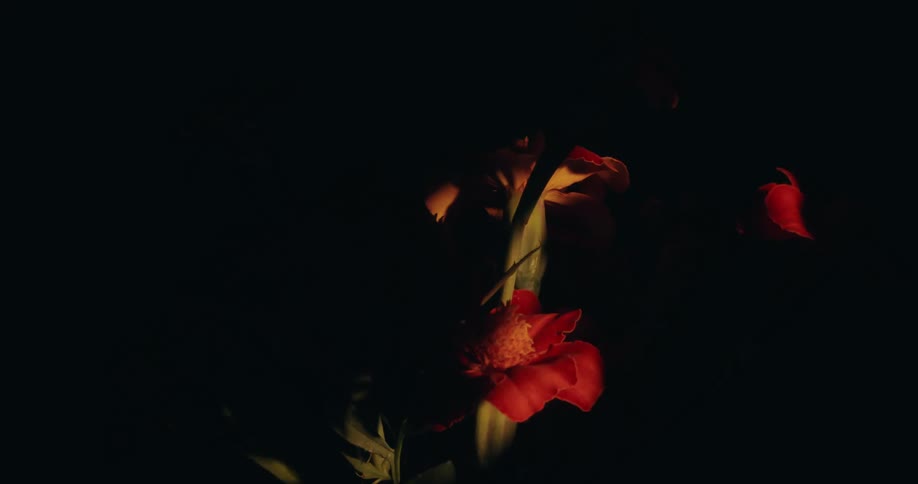 An experimental and abstract look at a bouquet of red flowers with strobing lights and erratic camera movement