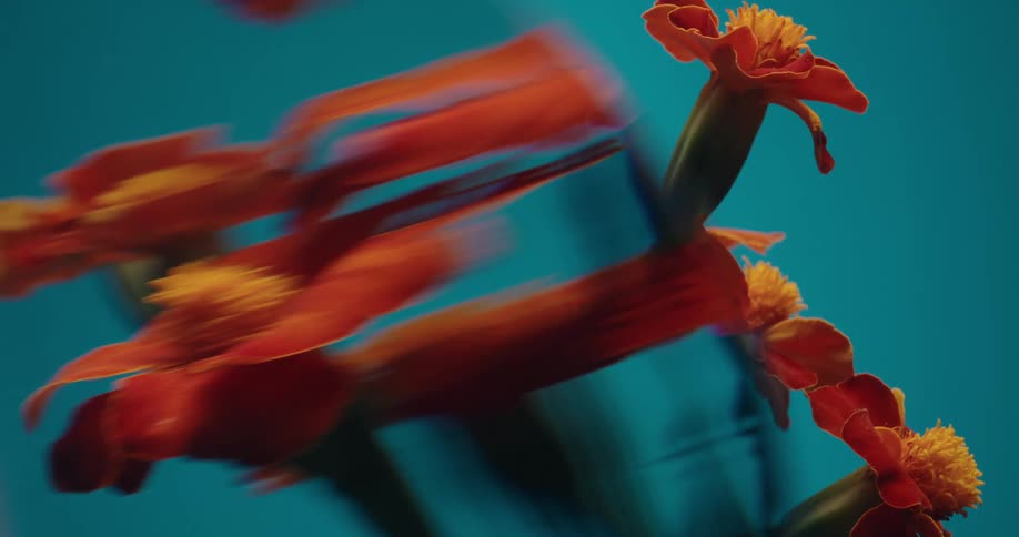 Abstract and artistic close-up shot of blurred orange marigold flowers against a vibrant teal background, creating a dreamy and colorful visual