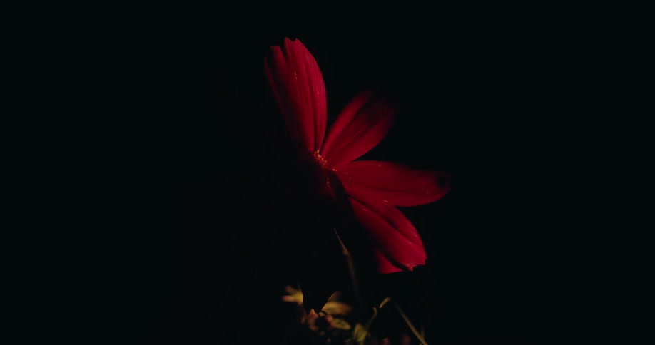 A beam of light sweeps across a delicate red flower, revealing its beauty in the surrounding darkness