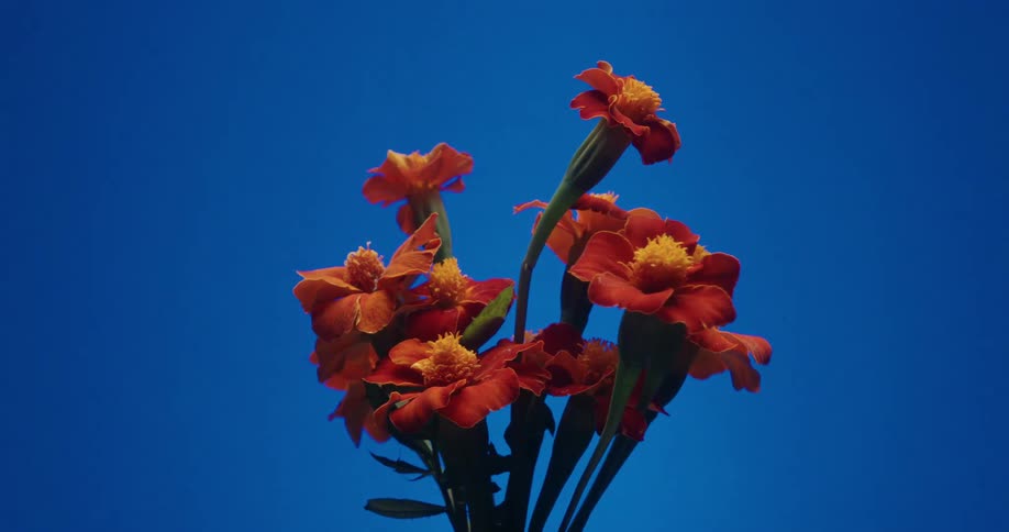 A time-lapse shot of a bouquet of vibrant red and yellow marigold flowers slowly wilting against a changing colorful background