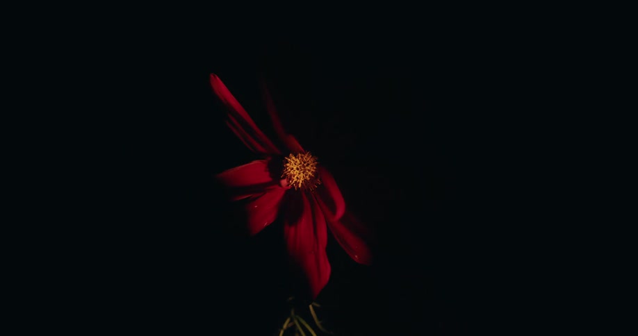 An artistic macro shot of a vibrant red flower with a yellow center swaying gently against a pitch-black background