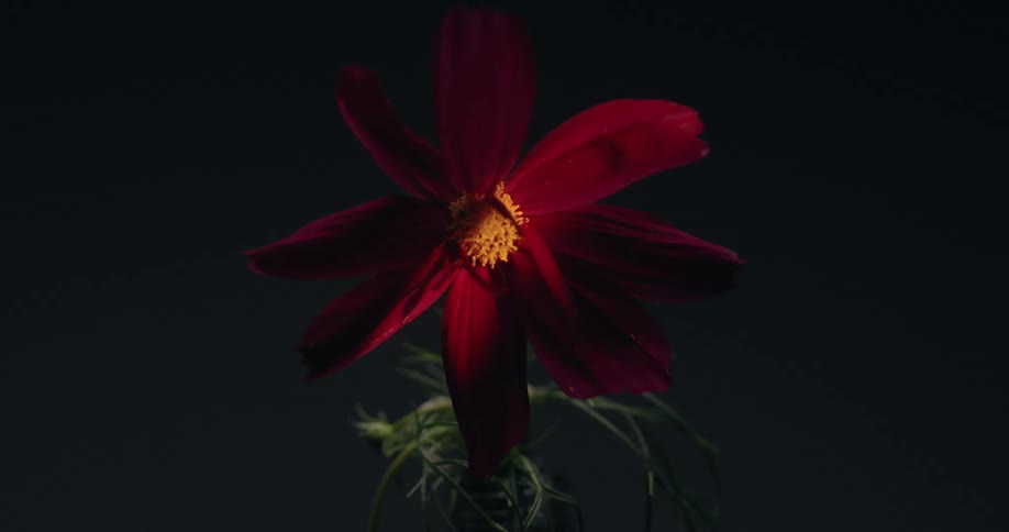 A dramatic time-lapse reveals a dark red cosmos flower as a single light source moves across its petals against a black background