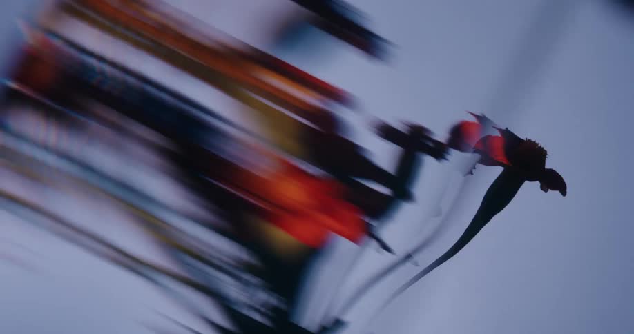 A frantic, motion-blurred close-up of a flower bouquet illuminated by flashing, strobe-like lights