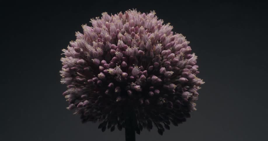 A detailed close-up of a spherical purple Allium flower with its numerous small buds gently swaying against a dark studio background