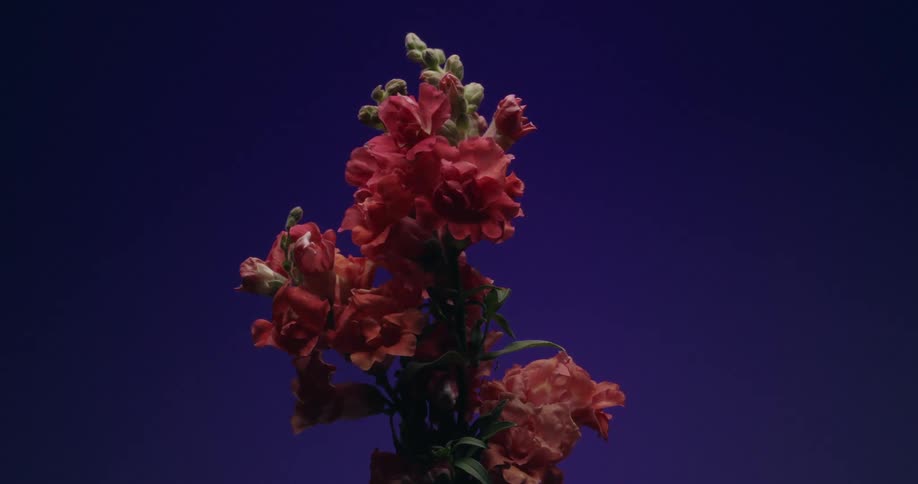 A stunning timelapse shows a vibrant red snapdragon flower blooming against a dramatic dark blue background