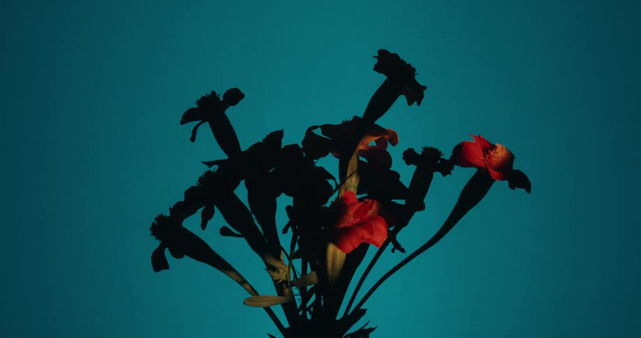 A beam of light reveals a bouquet of red and orange marigold flowers blooming from a silhouette against a solid teal background