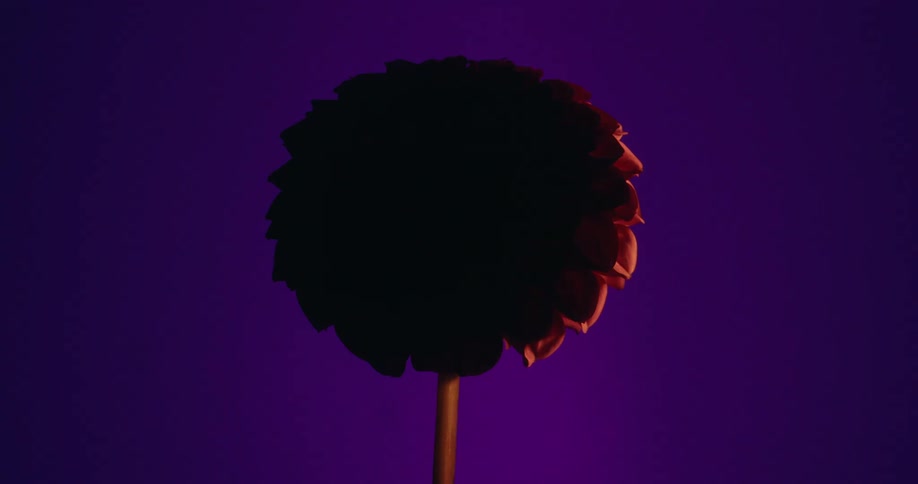 A dramatic red light slowly sweeps across a silhouetted flower, revealing its petals against a dark purple background