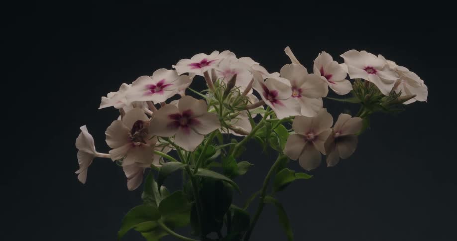 Dramatic lighting slowly reveals and then conceals a bouquet of white and purple phlox flowers against a dark background