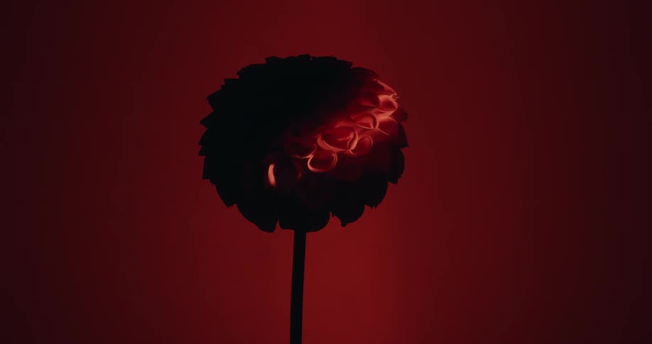 A warm spotlight slowly reveals the petals of a silhouetted flower against a solid red background